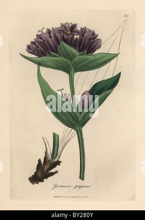 Purple gentian, Gentiana purpurea. Stock Photo