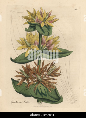 Yellow gentian, Gentiana lutea. Stock Photo