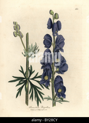 Blue flowered wolf's bane or monk's hood, Aconitum napellus. Stock Photo