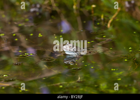 Frogs in a pond with frog spawn Stock Photo