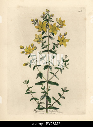 Yellow flowered perforated St. John's Wort, Hypericum perforatum. Stock Photo