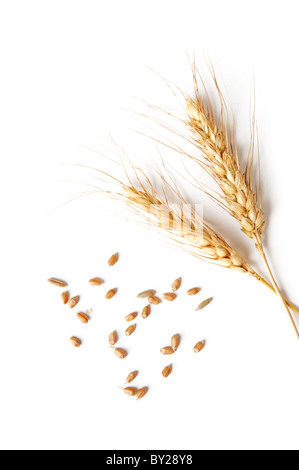 spikelets and grains of wheat on a white background Stock Photo