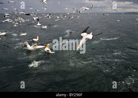 Gannets fishing Stock Photo