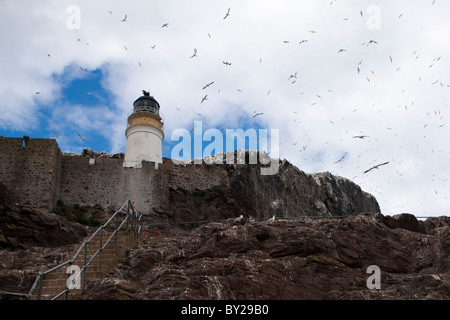 Gannets flying above the Lighthouse on Bass Rock Stock Photo