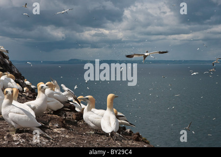 Gannets on Bass Rock against a turbulent sky with other birds fishing in the background Stock Photo