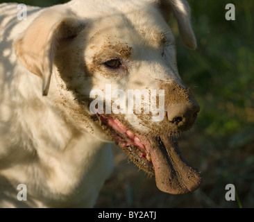 Yellow Labrador retriever covered in dirt and panting from digging hole, close up Stock Photo