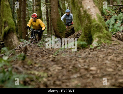 Two mountain bikers out riding a single track trail through the forest. Stock Photo