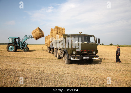 Straw harvest in a kolkhoz, Dobraucy, Belarus Stock Photo