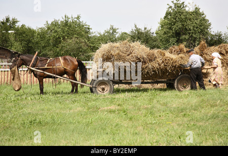 Elderly peasants during traditional harvesting, Gruszauka, Belarus Stock Photo