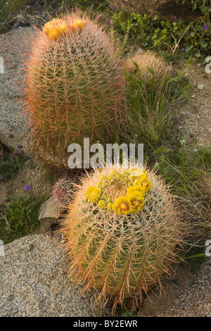 Barrel Cactus (Ferocactus cylindraceus) in bloom in the Anza Borrego Desert State Park, California, USA Stock Photo