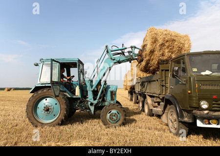 Straw harvest in a kolkhoz, Dobraucy, Belarus Stock Photo