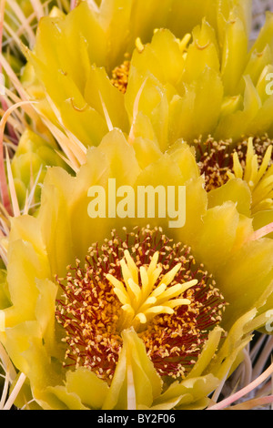 Barrel Cactus (Ferocactus cylindraceus) in bloom in the Anza Borrego Desert State Park, California, USA Stock Photo