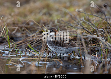 Red-necked Phalarope(Phalaropus lobatus) adult male, Sweden Stock Photo