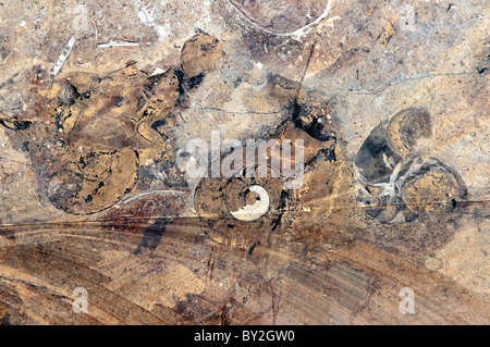 Closeup of fossils embedded in rock and prepared for display at the Macro fossil Kasbah near Erfoud, Morocco, North Africa.