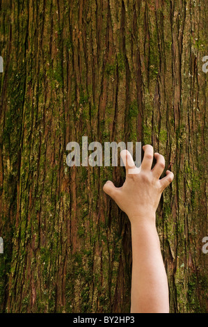 A hand grips the trunk of a cedar tree. Stock Photo