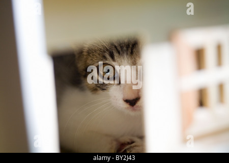 A kitten peeking out from the door of a doll's house Stock Photo