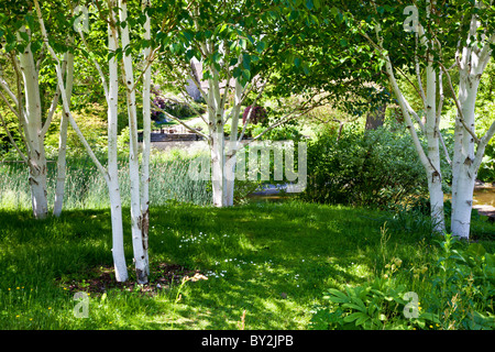 A small shady copse of silver birch trees in an English country garden in summer Stock Photo