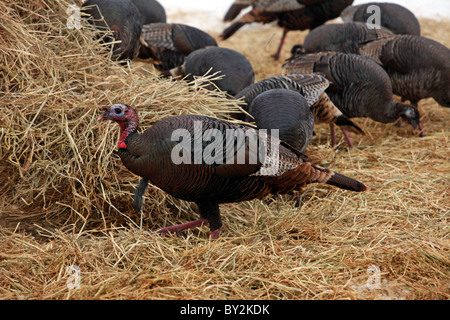 Wild turkeys near a farmer field walking, flying and scratching in ground in winter. Flock of turkeys. Stock Photo