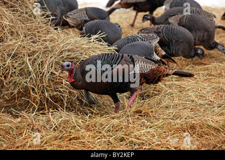 Wild turkey near a farmer field walking, flying and scratching in ground in winter. Flock of turkeys. Stock Photo