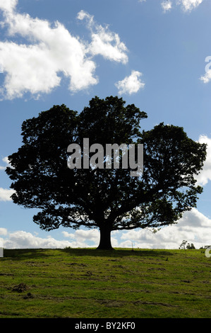 A single deciduous tree Stock Photo