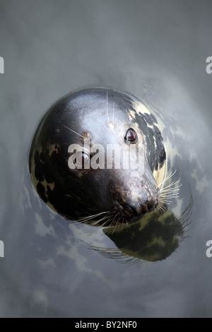 Grey seal Willi in the port of Hoernum, Germany Stock Photo