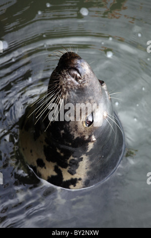 Grey seal Willi in the port of Hoernum, Germany Stock Photo
