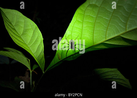A very large Spider sits on a leaf during the night in amazon rainforest. Stock Photo
