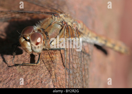 Macro shot of an immature female Common Darter Dragonfly (Sympetrum striolatum).