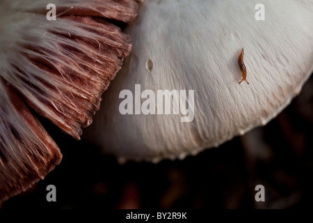 Mushrooms shot at ground level with sharp focus and shallow depth of field. Stock Photo