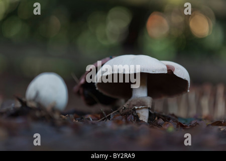 Mushrooms shot at ground level with sharp focus and shallow depth of field. Stock Photo