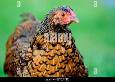 A female gold laced wyandotte Bantam Stock Photo