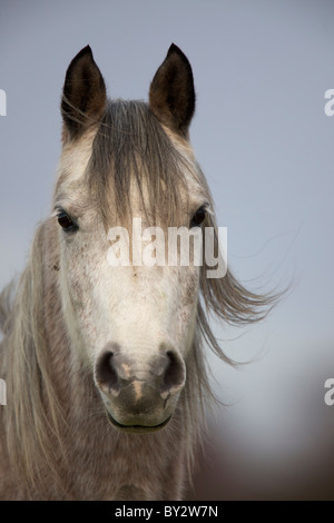 Arabian Horse  (Equus caballus)  -  Close-up of head – UK Stock Photo