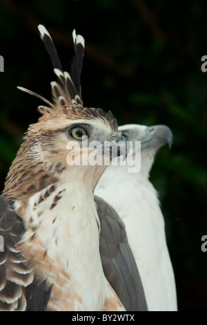 Crested Hawk-eagle or Changeable Hawk-eagles (Nisaetus cirrhatus) Stock Photo