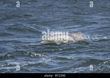 Bottlenose dolphin calf (Tursiops truncatus) , Moray Firth, Scotland, UK