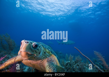 Loggherhead Turtle with Tiger and Lemon Sharks Stock Photo