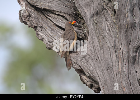 Yellow-billed Oxpecker, Buphagus africanus, at nest in Kwara Camp, Okavango
