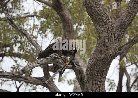 Wahlberg's Eagle, Aquila wahlbergi, eating Southern Yellow Hornbill Stock Photo