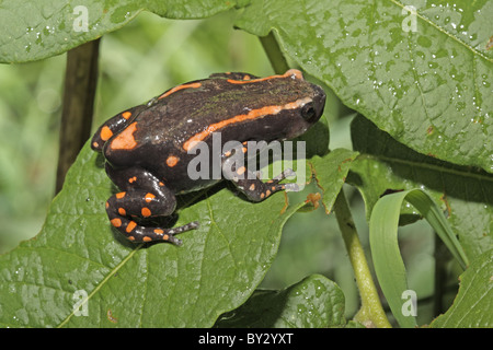 (Red) Banded Rubber Frog, Phrynomantis bifasciatus, at Lagoon Camp, Okavango Stock Photo