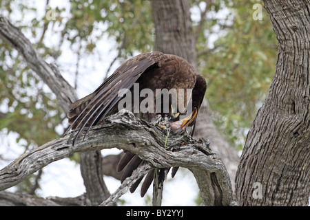 Wahlberg's Eagle, Aquila wahlbergi, eating Southern Yellow Hornbill, Tockus flavirostris at lagoon Camp, Okavango Stock Photo