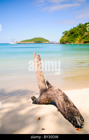 MAHO BAY, St. John, US Virgin Islands — Driftwood rests on the sandy shore of Maho Bay, a picturesque beach on the north shore of St. John in the US Virgin Islands. The pristine white sand and clear turquoise waters exemplify the natural beauty of Caribbean beaches within the Virgin Islands National Park. Stock Photo