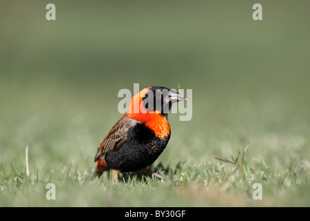 Southern Red Bishop, Euplectes orix, breeding plumage male feeding on seeds at Rietflei Nature Reserve, South Africa Stock Photo