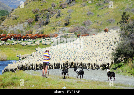 A shepherd and flock of sheep in new Zealand Stock Photo