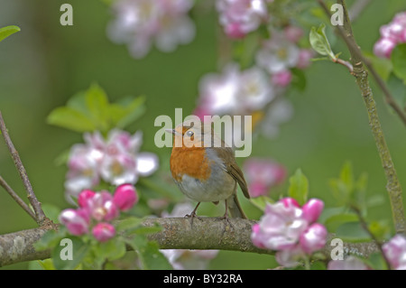 ROBIN ERITHACUS RUBECULA  PERCHED ON APPLE BLOSSOM TREE SUMMER UK Stock Photo