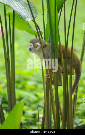 Squirrel Monkey in amazon rainforest Stock Photo
