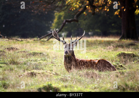 Large lone Deer with big antlers laying down in a field Stock Photo