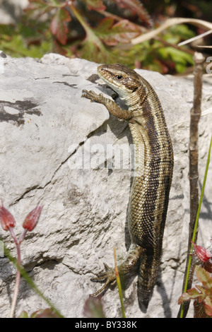 Close-up of a lizard with a regrown tail Stock Photo - Alamy