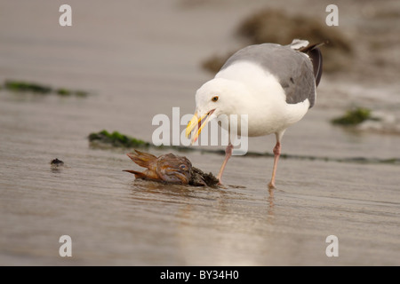 Western Gull ready to grab a fish. Stock Photo