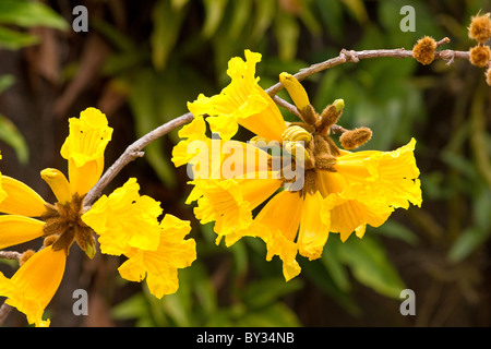 (Tabebuia chrysotricha) Golden trumpet tree in bloom Stock Photo