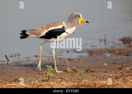 Whitecrowned Lapwing (Vanellus albiceps) in flight at sunrise, Lake