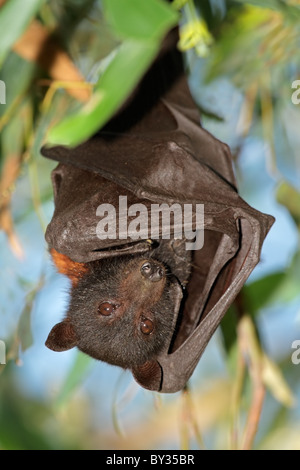 Black flying-fox (Pteropus alecto), Kakadu National Park, Northern territory, Australia Stock Photo